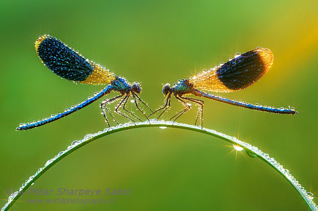 Damselfly magic